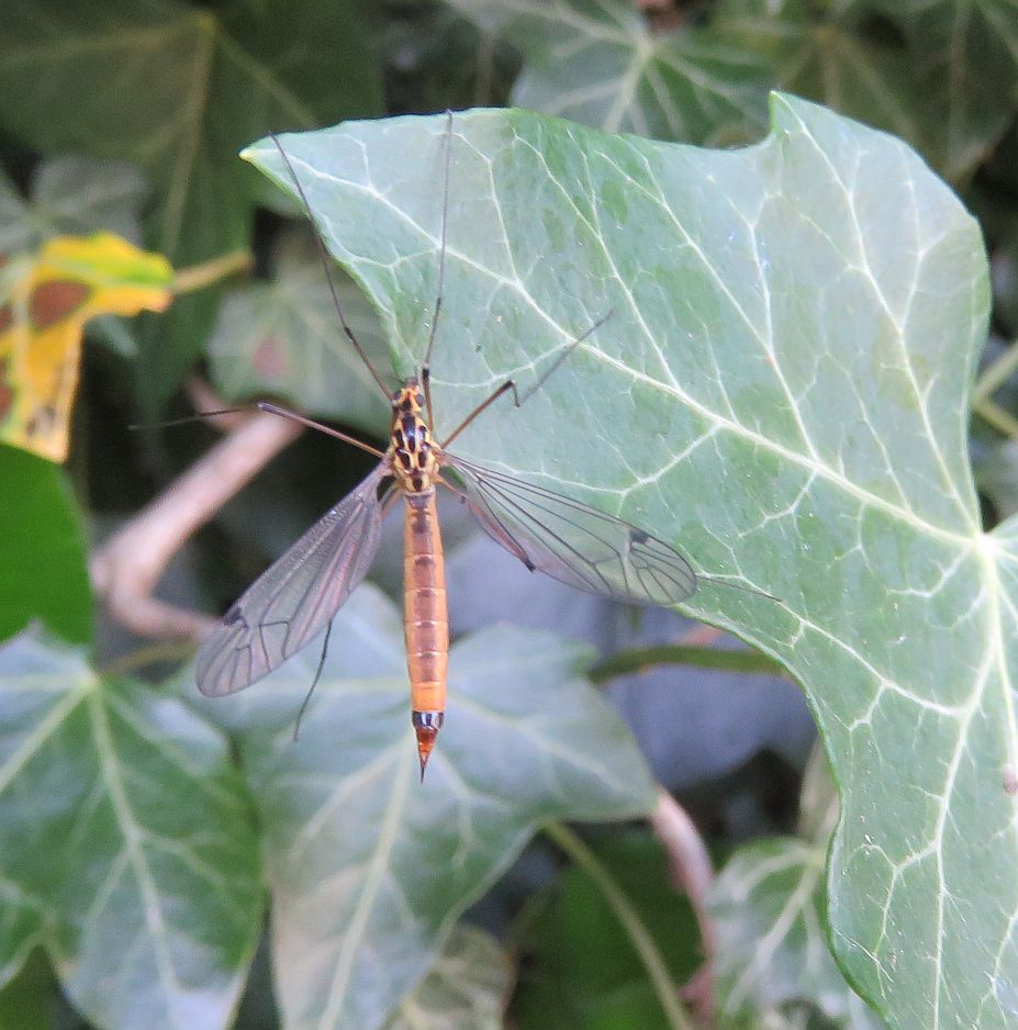  Female Spotted Cranefly 
